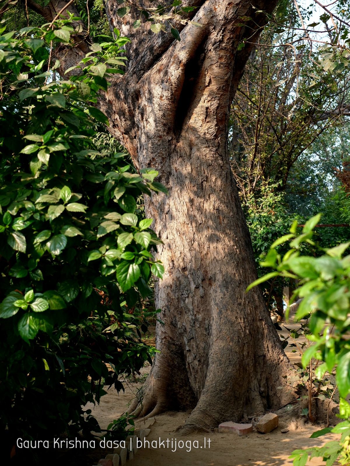  Varshana parikrama and preaching. 2019.12.10